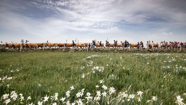 Transhumance sur l'Aubrac Aveyronnais.