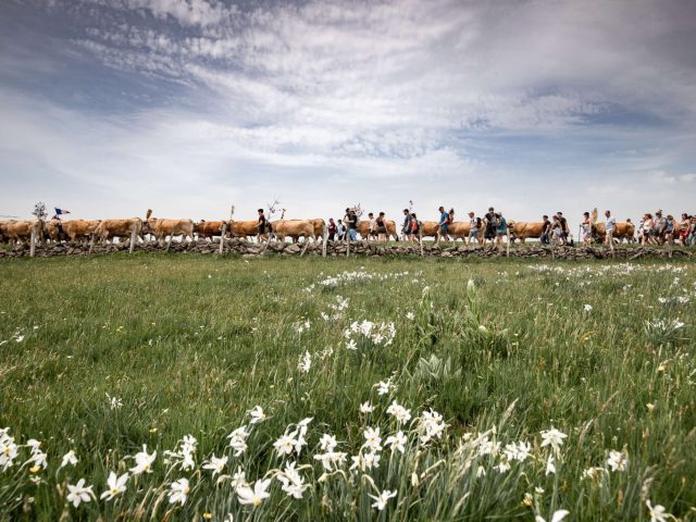 Transhumance sur l'Aubrac Aveyronnais.