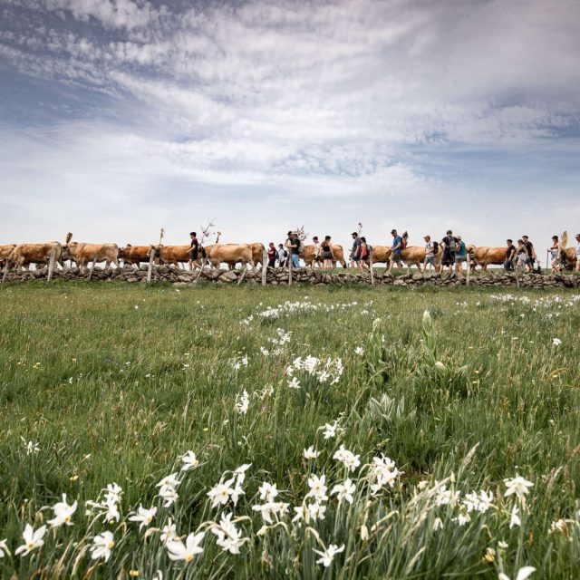 Transhumance sur l'Aubrac Aveyronnais.