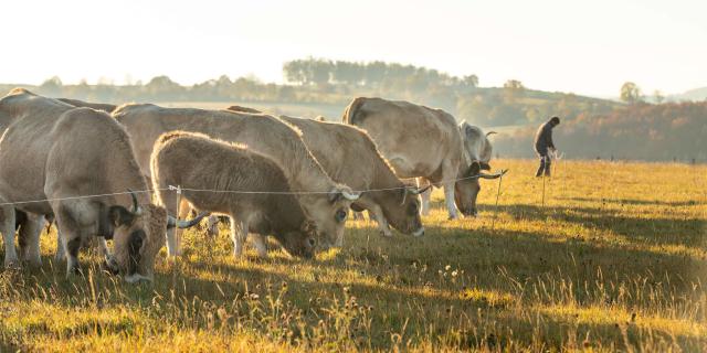 Ambiances Automne vaches Aubrac prairie.