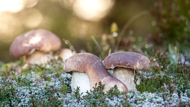 Cueillette de champignons sur l'Aubrac.