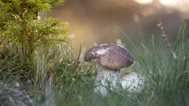 Cèpes dans la forêt sur le plateau de l'Aubrac.