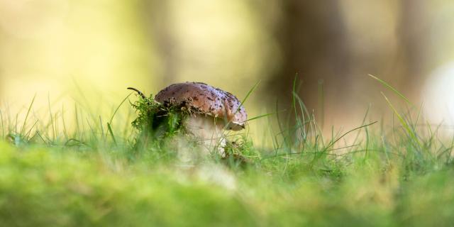 Champignon aubrac.