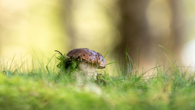 Aubrac mushroom.