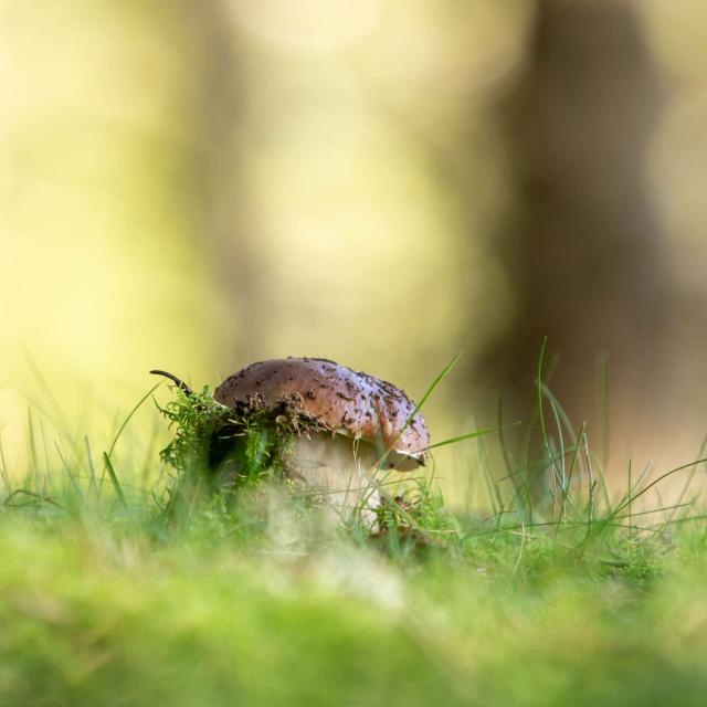 Champignon aubrac.