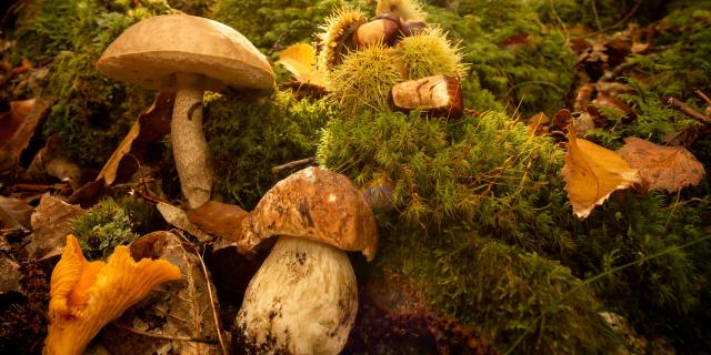 Chataignes et Champignons en Lozère.