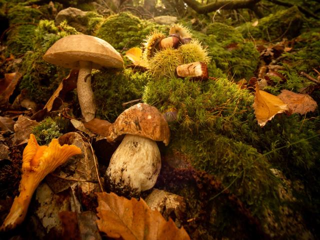 Chataignes et Champignons en Lozère.