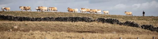 Vaches Aubrac éleveur.