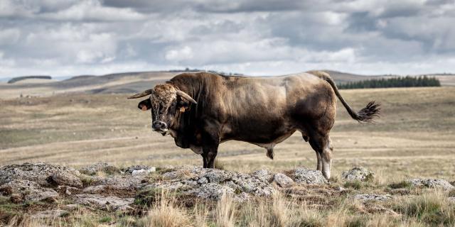 Taureau race Aubrac.