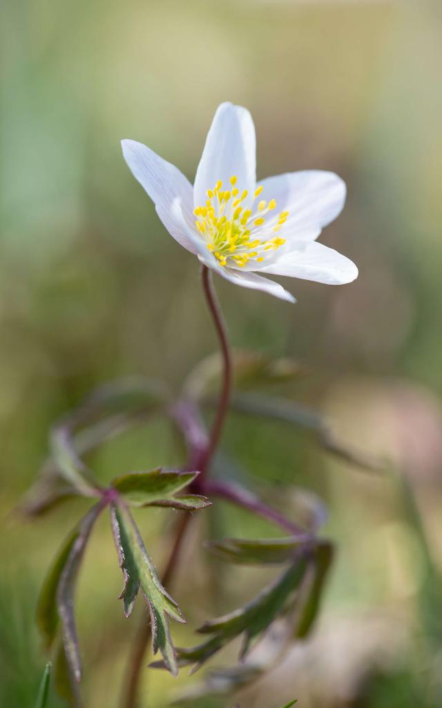 Anémone des bois, fleur sauvage Lozère.