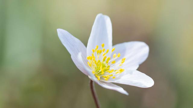 Anémone des bois, fleur sauvage Lozère.