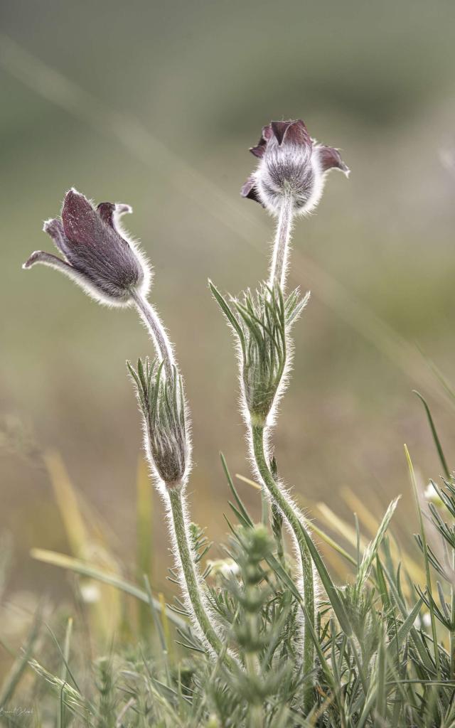 Anémone pulsatille, fleur de Lozère.