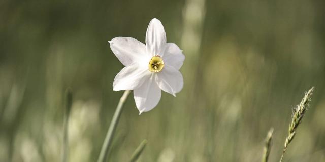 Fleur narcisse de l'Aubrac.