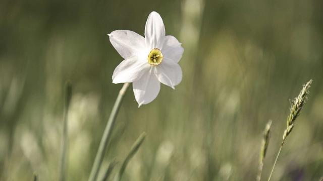 Fleur narcisse de l'Aubrac.