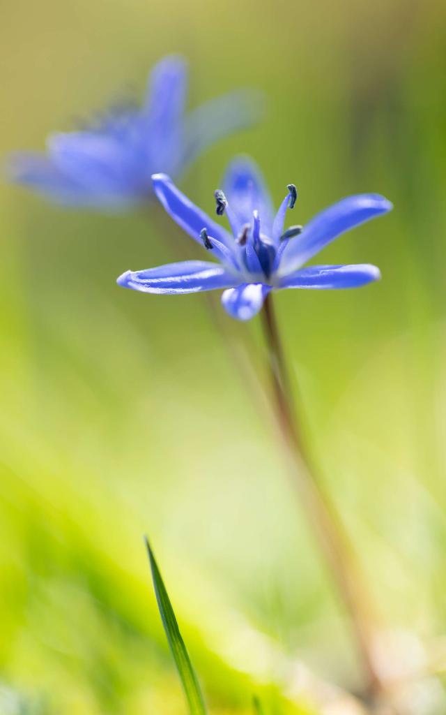 Étoile bleue fleur sauvage en Lozère.