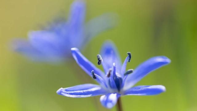 Étoile bleue fleur sauvage en Lozère.