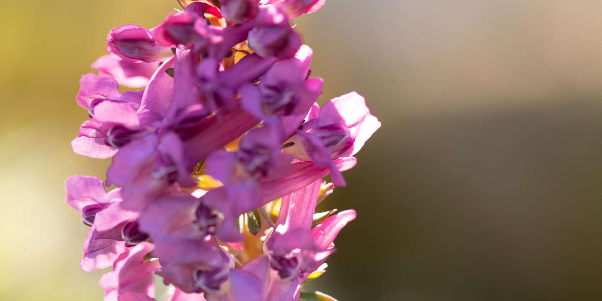 Orchidée sauvage, orchis pyramidal.