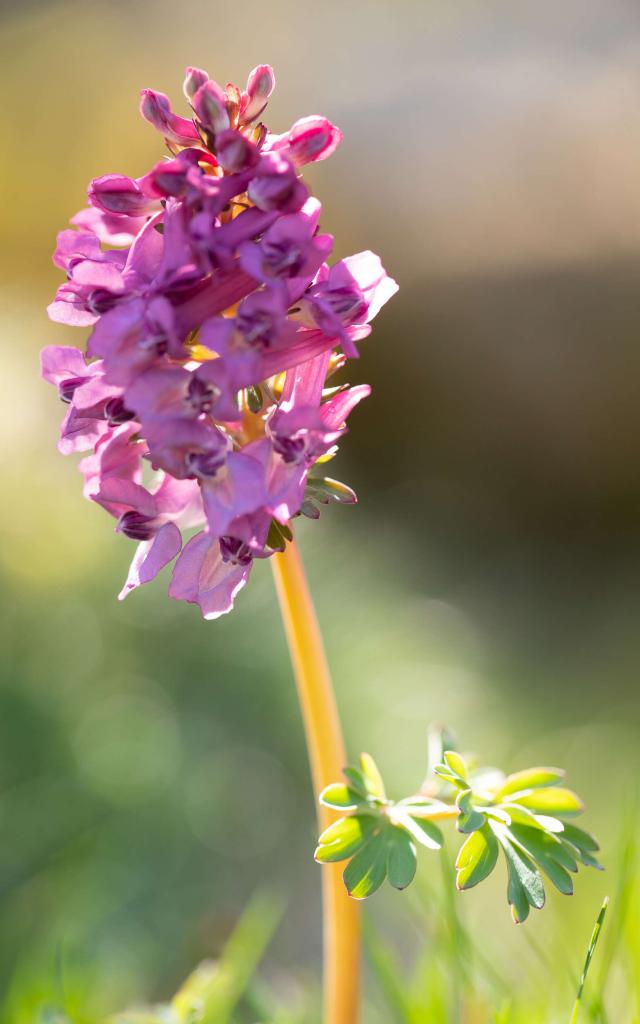 Orchidée sauvage, orchis pyramidal.