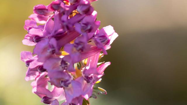 Orchidée sauvage, orchis pyramidal.