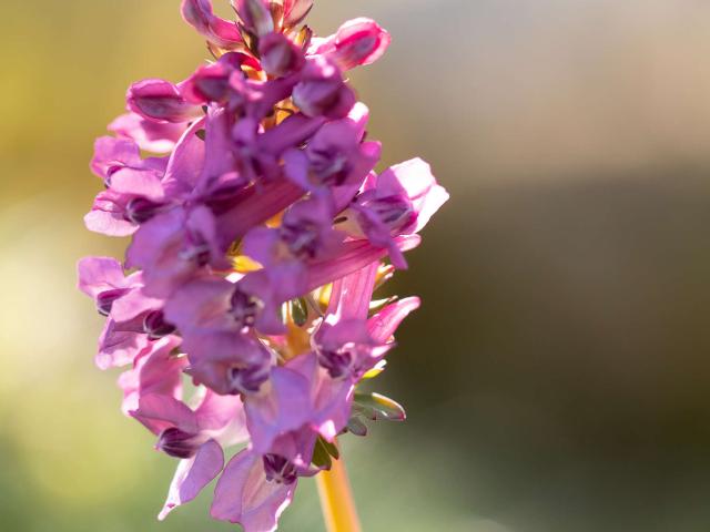 Orchidée sauvage, orchis pyramidal.