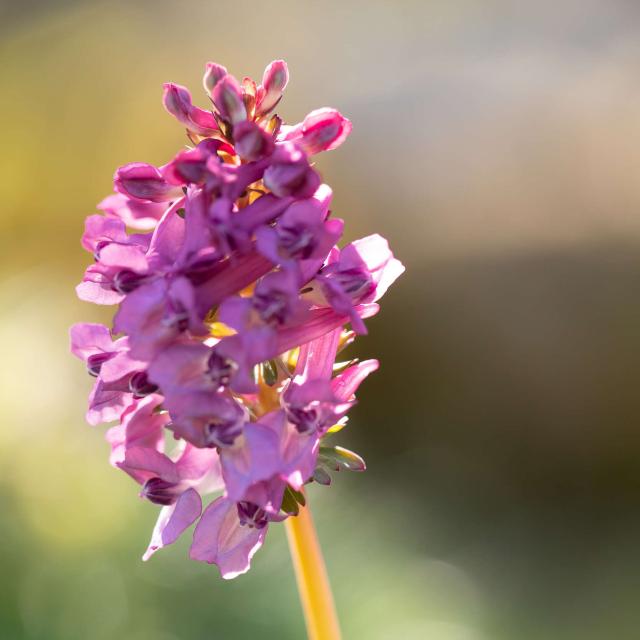 Orchidée sauvage, orchis pyramidal.