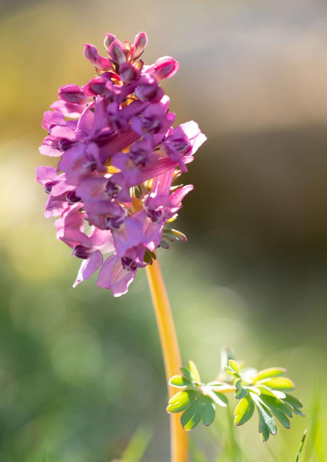 Orchidée sauvage, orchis pyramidal.