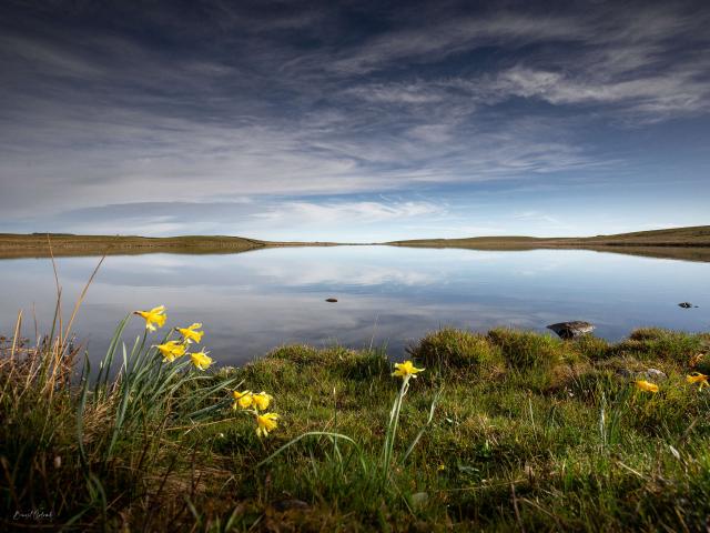 Jonquilles et lac sur l'Aubrac.