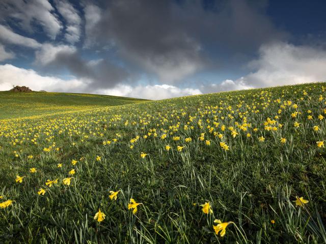 Champ de jonquilles printemps Aubrac.