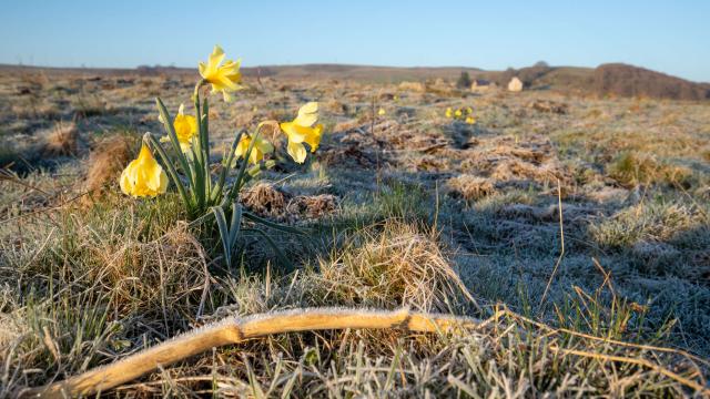 Jonquilles matin sur l'Aubrac.