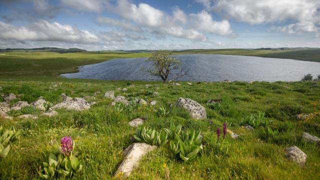 Lac De Saint Andeol fleurs Aubrac. Route des lacs.