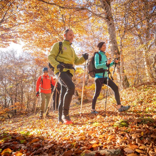 Randonneurs dans la forêt à l'automne sur l'Aubrac.