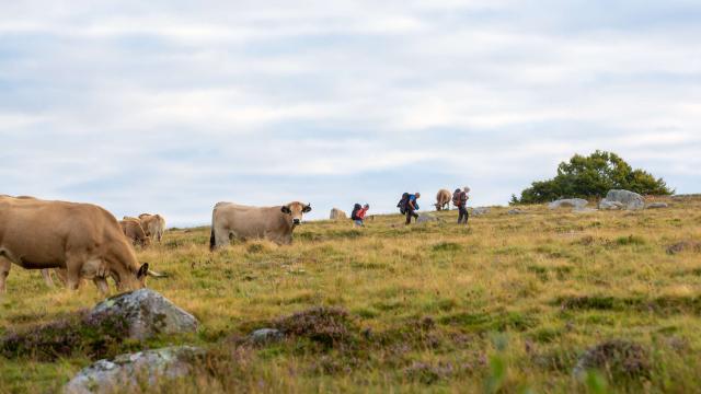 Randonneurs et vaches sur l'Aubrac.