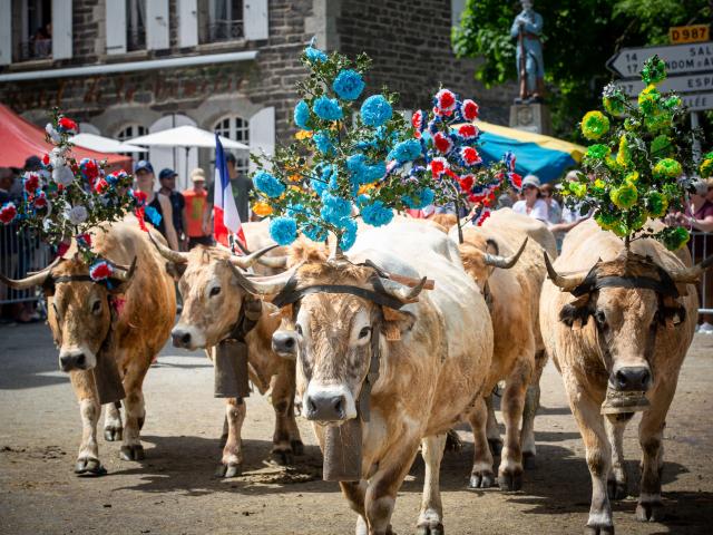 Transhumance village d'Aubrac, Aveyron.