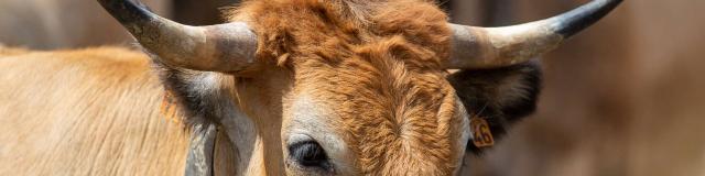 Vache Aubrac transhumance Bonnecombe.