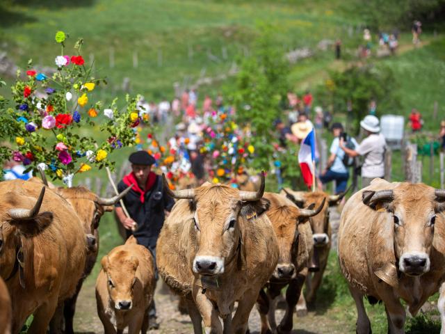 Défilé Transhumance vaches village Aubrac.