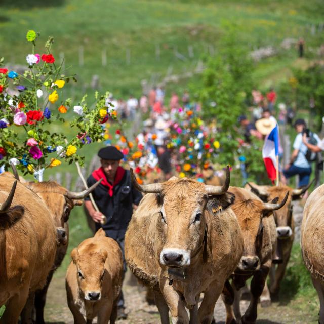 Défilé Transhumance vaches village Aubrac.