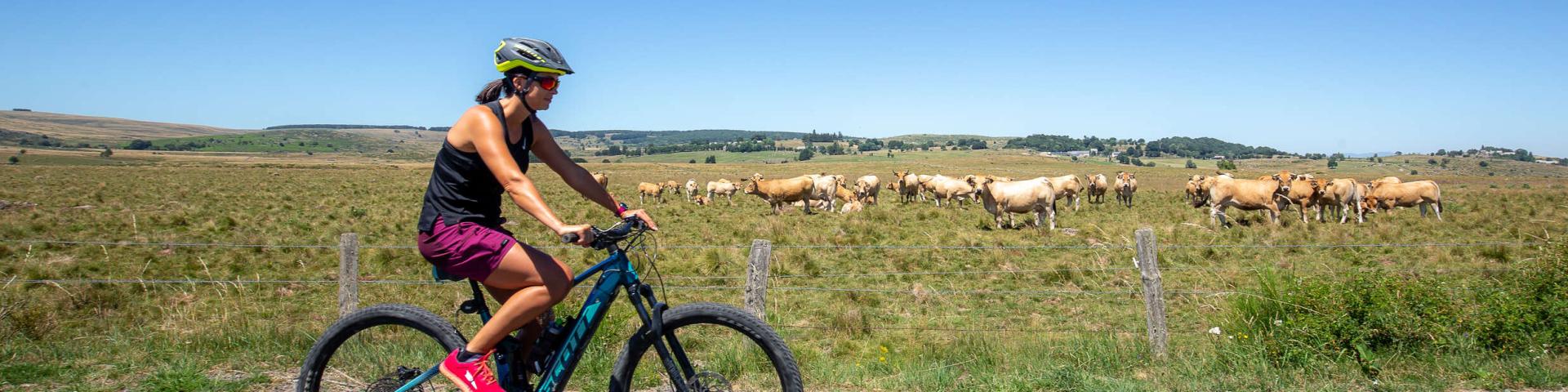 Femme VTT Aubrac vaches.