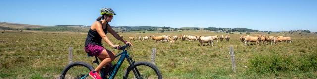 Woman mountain bike Aubrac cows.