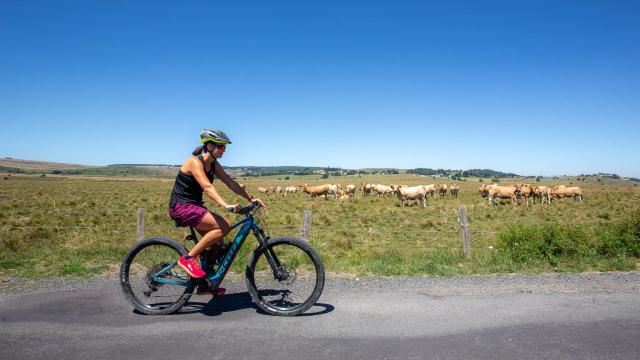 Femme VTT Aubrac vaches.