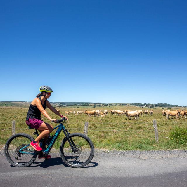 Femme VTT Aubrac vaches.