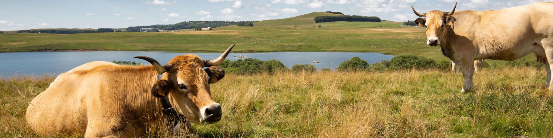 Vaches Aubrac Au Lac Des Moines