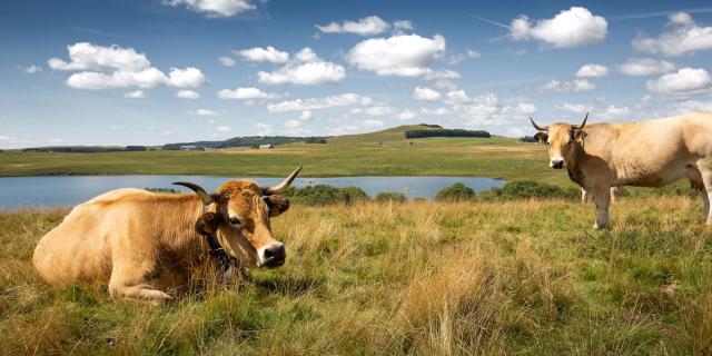 Vaches Aubrac Au Lac Des Moines