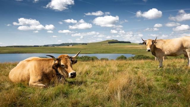 Vaches Aubrac Au Lac Des Moines