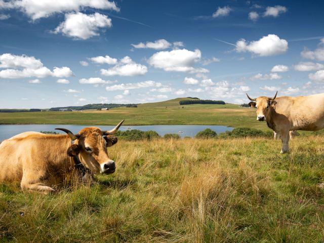 Vaches Aubrac Au Lac Des Moines