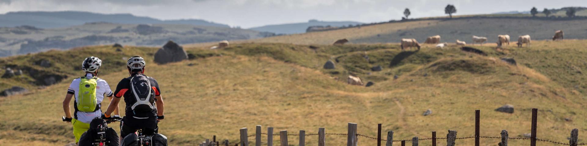 Cyclists on the Aubrac, facing the cows.