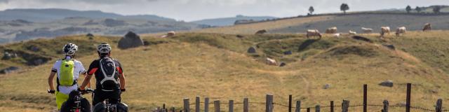 Cyclistes sur l'Aubrac, face aux vaches.