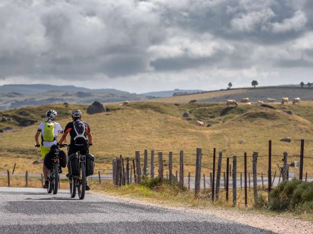 Cyclistes sur l'Aubrac, face aux vaches.