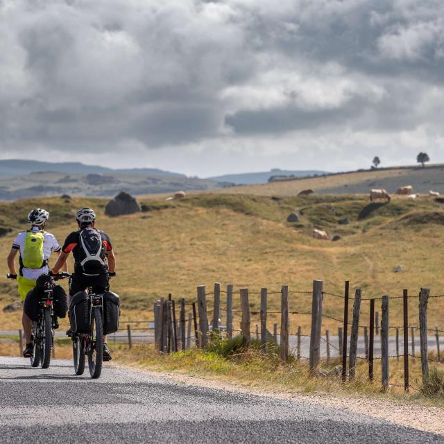 Cyclists on the Aubrac, facing the cows.