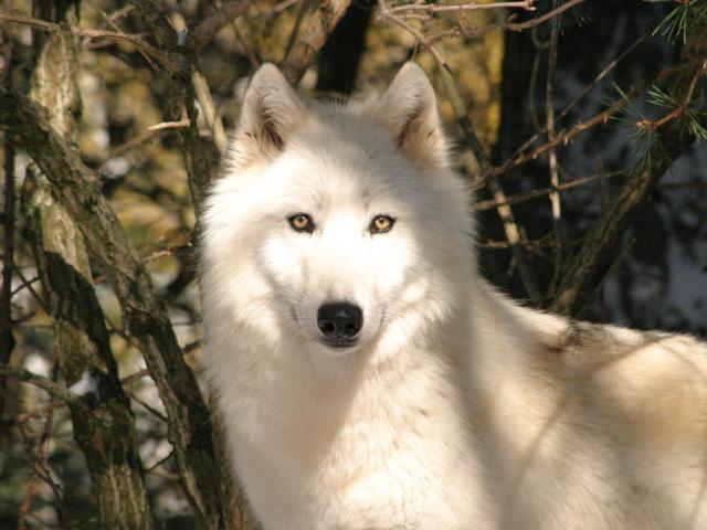 Loups Du Gévaudan, le parc des Loups du Gévaudan se situe prés de Marvejols en Lozère