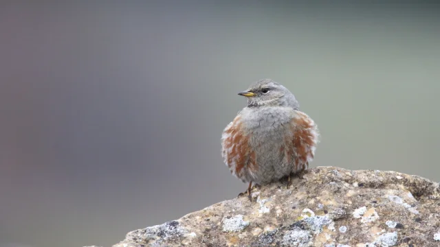 Accenteur Alpin sur un rocher, le corps de l'oiseau et de face et la tête de profil